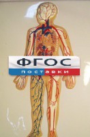 Модель барельефная "Кровеносная система человека" - fgospostavki.ru - Радужный
