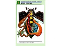 Рельефная таблица "Внутреннее строение жука" (формат А1, матовое ламинирование) - fgospostavki.ru - Радужный
