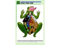 Рельефная таблица "Внутреннее строение лягушки" (формат А1, матовое ламинирование) - fgospostavki.ru - Радужный