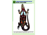 Рельефная таблица "Внутреннее строение ящерицы" (формат А1, матовое ламинирование) - fgospostavki.ru - Радужный
