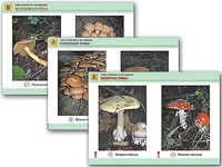 Комплект таблиц раздаточных "Грибы съедобные и несъедобные" (цветные, ламинированные, А4, 8 штук) - fgospostavki.ru - Радужный