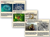 Комплект таблиц раздаточных "Ядовитые животные" - fgospostavki.ru - Радужный