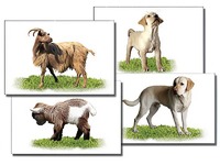 Набор карточек "Домашние животные" (раздаточные) - fgospostavki.ru - Радужный