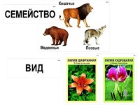 Модель-аппликация "Классификация растений и животных" (ламинированная) - fgospostavki.ru - Радужный