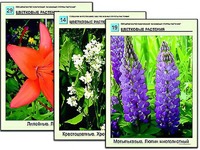 Гербарий фотографический "Основные группы растений" - fgospostavki.ru - Радужный