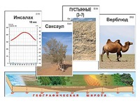 Модель-аппликация "Природные зоны" - fgospostavki.ru - Радужный
