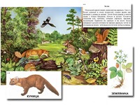 Магнитный плакат-аппликация "Лес: биоразнообразие и взаимосвязи в сообществе" - fgospostavki.ru - Радужный