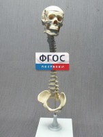 Модель "Позвоночник с черепом и тазом" - fgospostavki.ru - Радужный