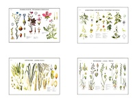 Плакаты ПРОФТЕХ "Систематика растений" (4 пл, винил, 70х100) - fgospostavki.ru - Радужный