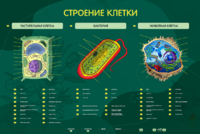 Электрифицированный стенд "Строение клетки" с маркерными полями - fgospostavki.ru - Радужный