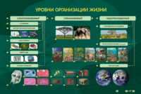 Электрифицированный стенд "Уровни организации жизни" - fgospostavki.ru - Радужный
