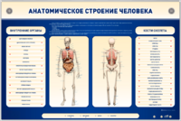 Электрифицированный стенд-тренажер c макетом скелета "Анатомическое строение человека" - fgospostavki.ru - Радужный