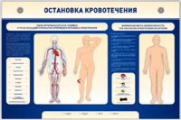 Электрифицированный стенд-тренажер "Остановка кровотечения" - fgospostavki.ru - Радужный