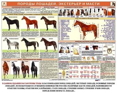 Комплект плакатов "Служебное коневодство" - fgospostavki.ru - Радужный