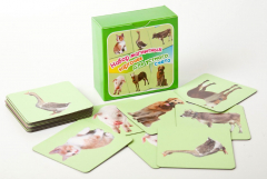 Набор магнитных карточек "Устный счет" (фон зеленый) - fgospostavki.ru - Радужный