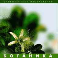 Ботаника. (Цифровая база изображений) - fgospostavki.ru - Радужный