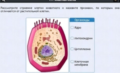 Интерактивные курсы. Биология 8 класс. Базовый - fgospostavki.ru - Радужный
