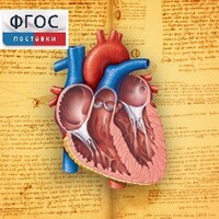 Анатомия (Цифровой атлас школьника) - fgospostavki.ru - Радужный