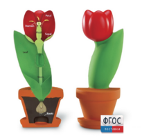 Модель цветка - fgospostavki.ru - Радужный