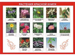 Таблица демонстрационная "Растения Красной книги" (винил 100*140) - fgospostavki.ru - Радужный