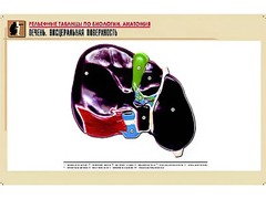 Рельефная таблица "Печень. Висцеральная поверхность" (формат А1, матовое ламинирование) - fgospostavki.ru - Радужный