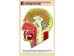 Рельефная таблица "Сагиттальный разрез головы" (формат А1, матовое ламинирование) - fgospostavki.ru - Радужный
