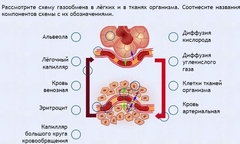 Интерактивные курсы. Биология 9 класс. Расширенный. - fgospostavki.ru - Радужный