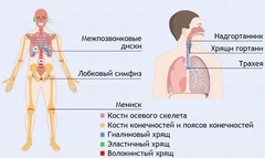 Интерактивные курсы. Биология 9 класс. Базовый. - fgospostavki.ru - Радужный