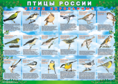 Комплект таблиц "Птицы России (4 листа)" (100х140 сантиметров, винил) - fgospostavki.ru - Радужный