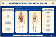 Электрифицированный стенд-тренажер c макетом скелета "Анатомическое строение человека" - fgospostavki.ru - Радужный