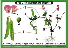 Комплект таблиц "Ознакомление с окружающим миром 1-4 класс" - fgospostavki.ru - Радужный