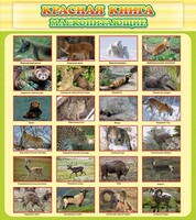 Стенд "Красная книга - млекопитающие" - fgospostavki.ru - Радужный