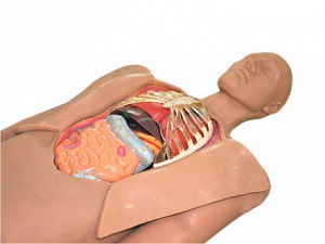 Муляж оперируемого пациента с экскурсией в грудную клетку и маской наркоза - fgospostavki.ru - Радужный