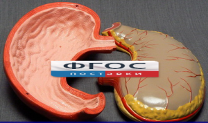 Модель "Желудок" - fgospostavki.ru - Радужный