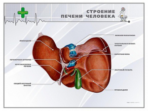 Стенд "Строение печени человека" - fgospostavki.ru - Радужный