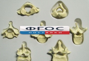 Модель "Позвонки" (из 7 штук) - fgospostavki.ru - Радужный