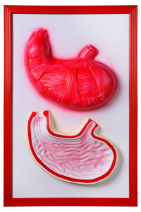 Барельефная модель "Желудок" - fgospostavki.ru - Радужный