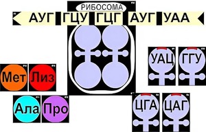 Модель-аппликация "Биосинтез белка" (ламинированная) - fgospostavki.ru - Радужный