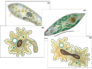 Модель-аппликация "Строение и разнообразие простейших" (ламинированная) - fgospostavki.ru - Радужный
