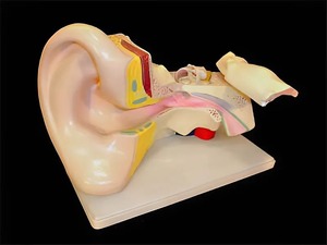 Модель уха - fgospostavki.ru - Радужный