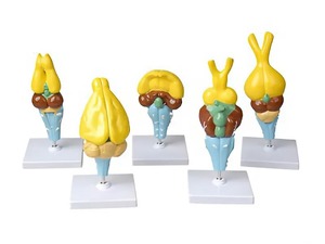 Комплект моделей строения мозга позвоночных - fgospostavki.ru - Радужный