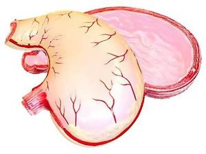 Модель желудка в разрезе - fgospostavki.ru - Радужный