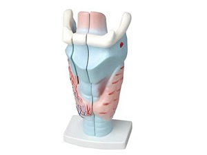 Модель гортани в разрезе - fgospostavki.ru - Радужный