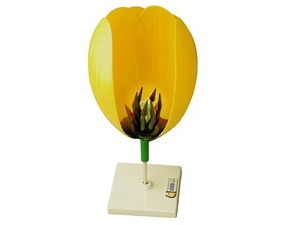 Модель цветка тюльпана - fgospostavki.ru - Радужный