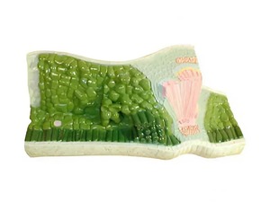 Модель строения листа - fgospostavki.ru - Радужный