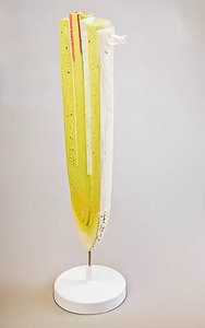 Модель строения корня - fgospostavki.ru - Радужный