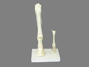 Модель "Скелет конечностей лошади и овцы" (на подставке) - fgospostavki.ru - Радужный