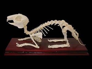 Скелет кролика - fgospostavki.ru - Радужный