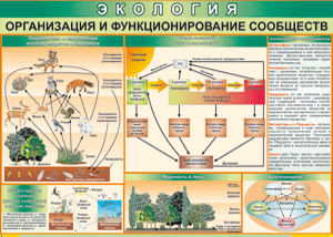 Таблица "Организация и функционирование сообществ" (100х140 сантиметров, винил) - fgospostavki.ru - Радужный