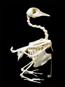 Скелет голубя - fgospostavki.ru - Радужный